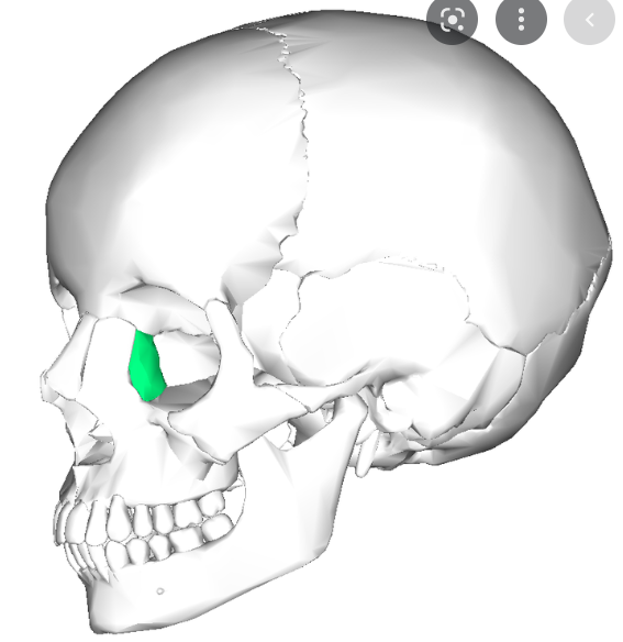 small fragile bone making up part of the front inner walls of each eye socket 