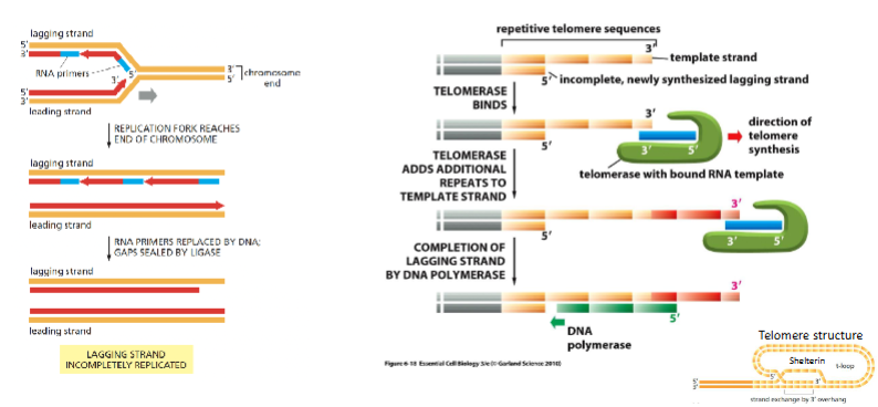 <ul><li><p><strong>Telomerase</strong> is een enzym met een <strong>eigen RNA-sjabloon</strong>.</p></li><li><p>Het voegt <strong>herhaalde DNA-sequenties (telomeren)</strong> toe aan het 3’-uiteinde van het DNA (bijv. TTAGGG bij mensen).</p></li><li><p>Hierdoor kan DNA-polymerase later de complementaire streng kopiëren.</p></li><li><p>Het resultaat: chromosomen behouden hun lengte en genetische informatie gaat niet verloren.</p></li></ul><p><strong>Functies van telomerase:</strong></p><ul><li><p>Verlengt telomeren.</p></li><li><p>Beschermt chromosoomuiteinden tegen herkenning als DNA-breuken.</p></li><li><p>Voorkomt verlies van genetische informatie bij celdeling.</p></li></ul><p></p>