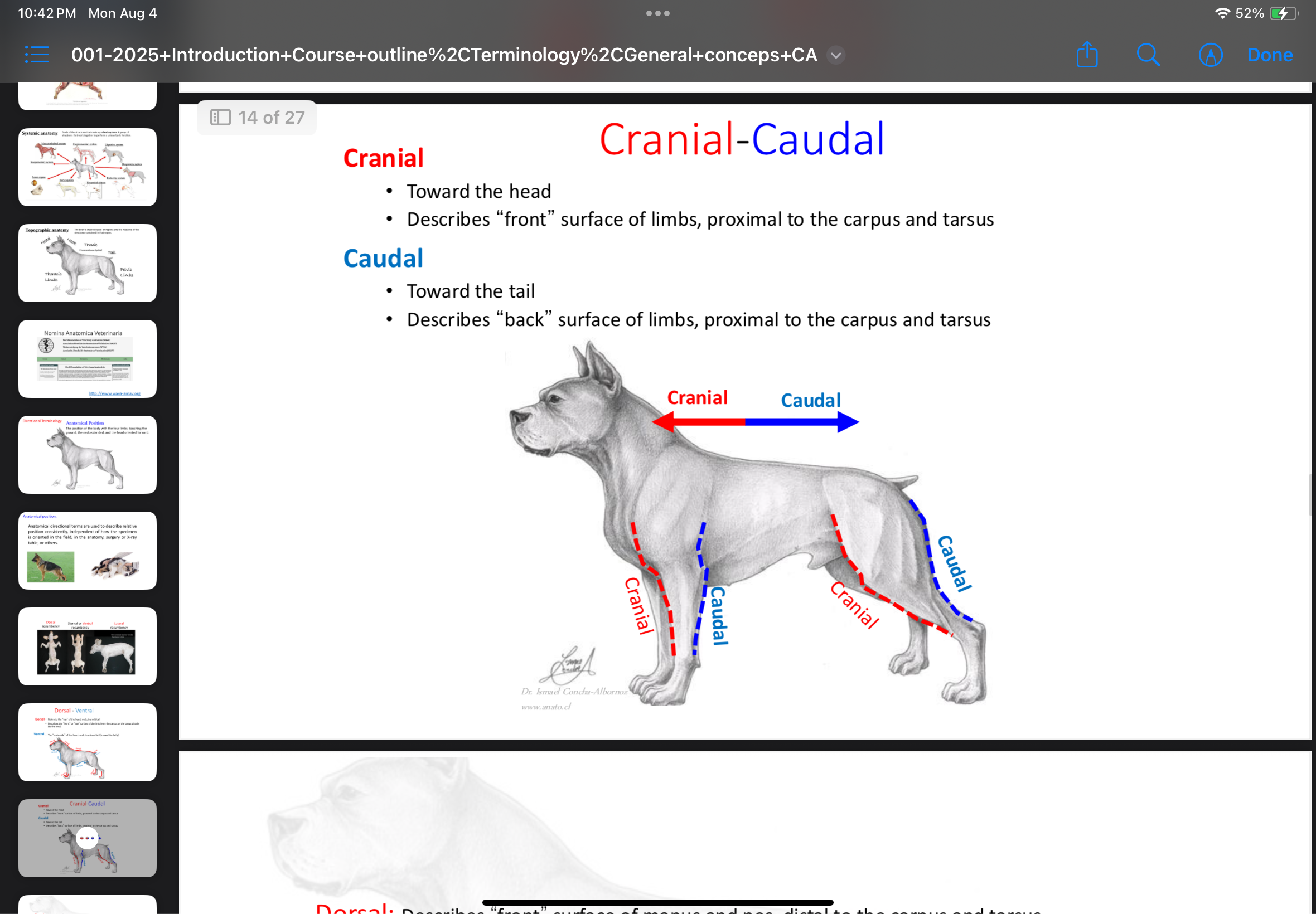<p>Toward the head; describes the front surface of limbs proximal to the carpus and tarsus.</p>