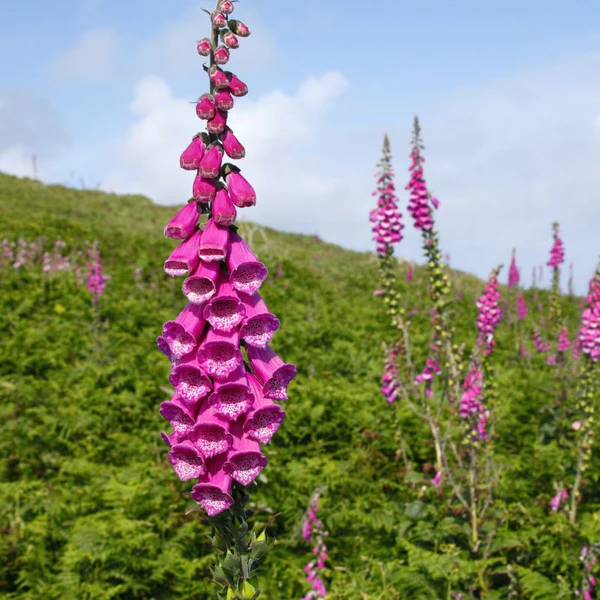 <p>Fox glove</p>