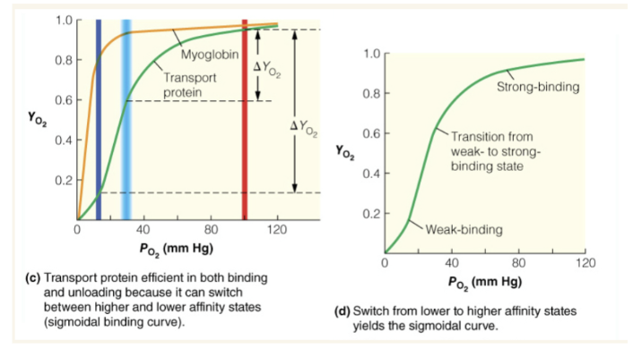 <p>blue line is PO2 in capillaries and red line is PO2 in lung</p>