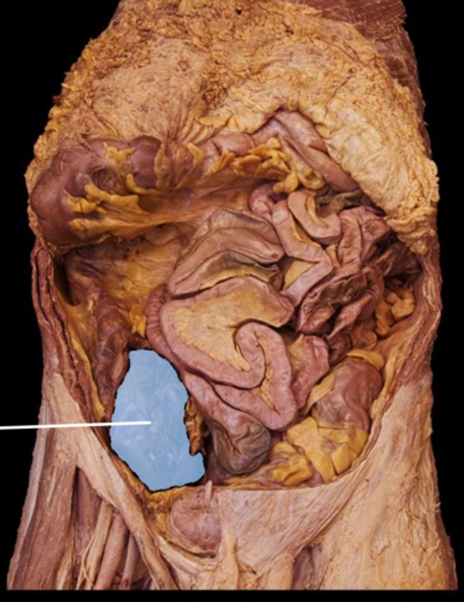 knowt flashcard image