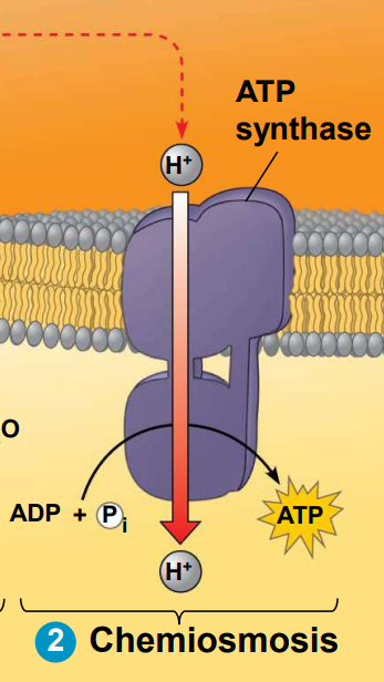 <p>Chemiosmosis</p>