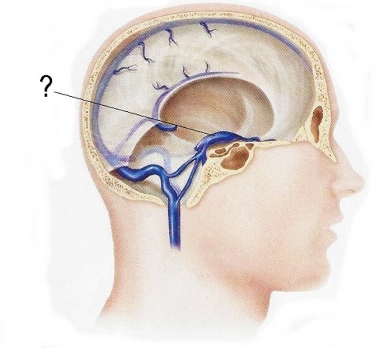 <p>lateral to sella turcica</p>