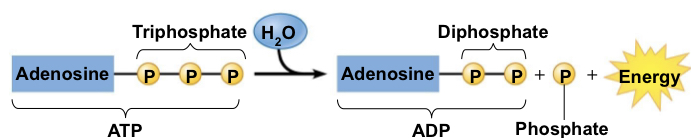 <p>The process breaks down the bond between the second and third phosphates and releases energy therefore it is exergonic/ endergonic</p>