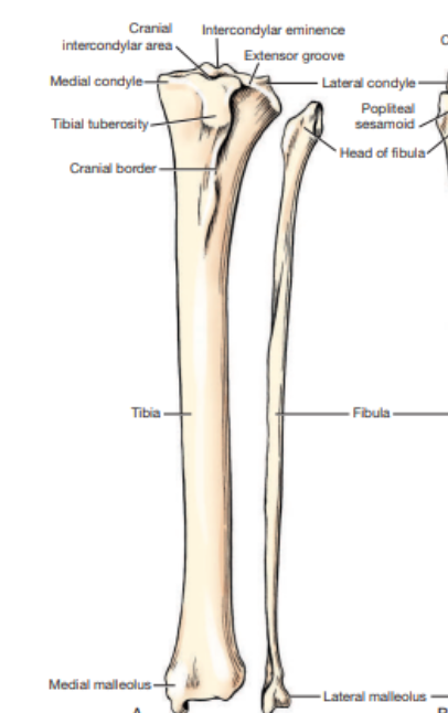 <p>What view of the tibia and fibula is this? </p>