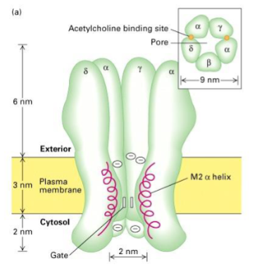 <p>Mostly on α-subunits, though partial involvement of δ and γ subunits</p>