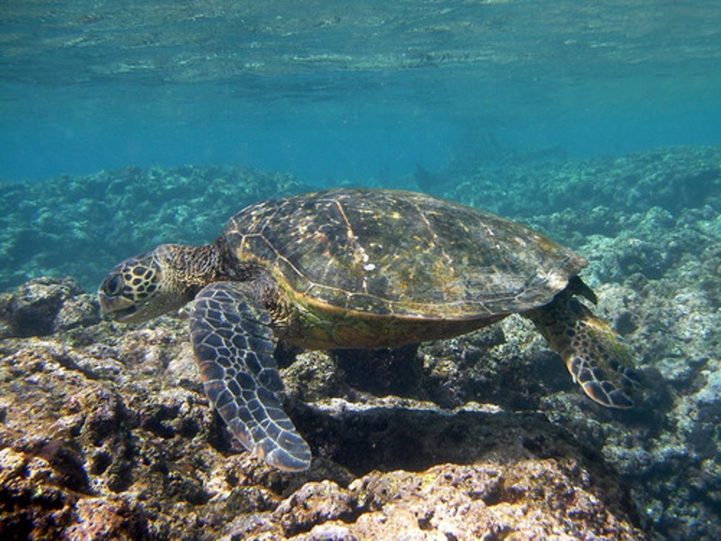 <p>żółw wodny</p>