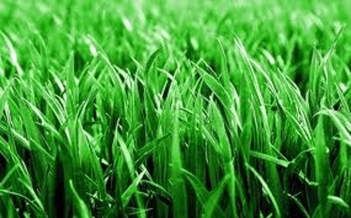 <p>An organism that can make its own food.</p>