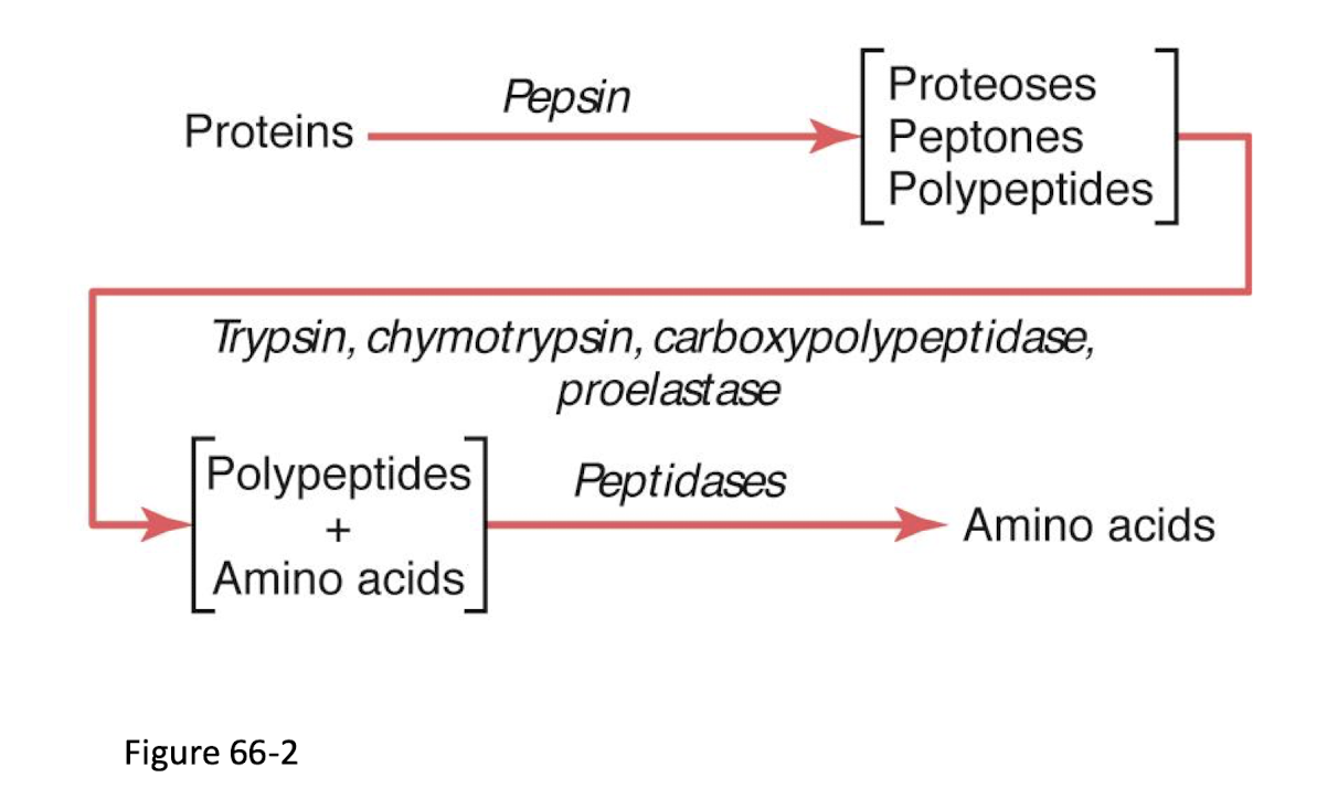 <p>Intestinal lumen</p><ul><li><p>stomach - pepsin digest collagen</p></li><li><p>Small intestine </p></li></ul><p>Brush border (of intestinal lumen) </p><p>Cytoplasm of mucosal cells</p><p></p>