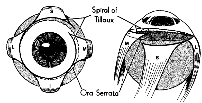 <p>What line connects the rectus muscle insertions?</p>