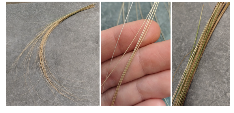 <p>Mexican Feathergrass</p>