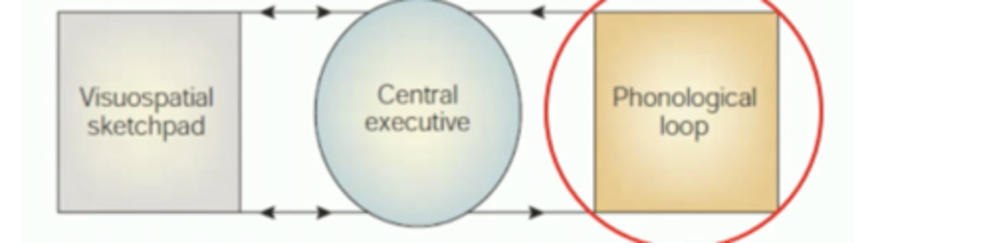 <p>Central Executive: primary working memory component with limited attentional capacity.</p><p>Visuospatial Sketchpad & Phonological Loop: temporary "buffer" systems that the central executive can fetch the information from while working. They store and maintain visual and spatial info/phonological info.</p><p>STS = phonological loop</p>