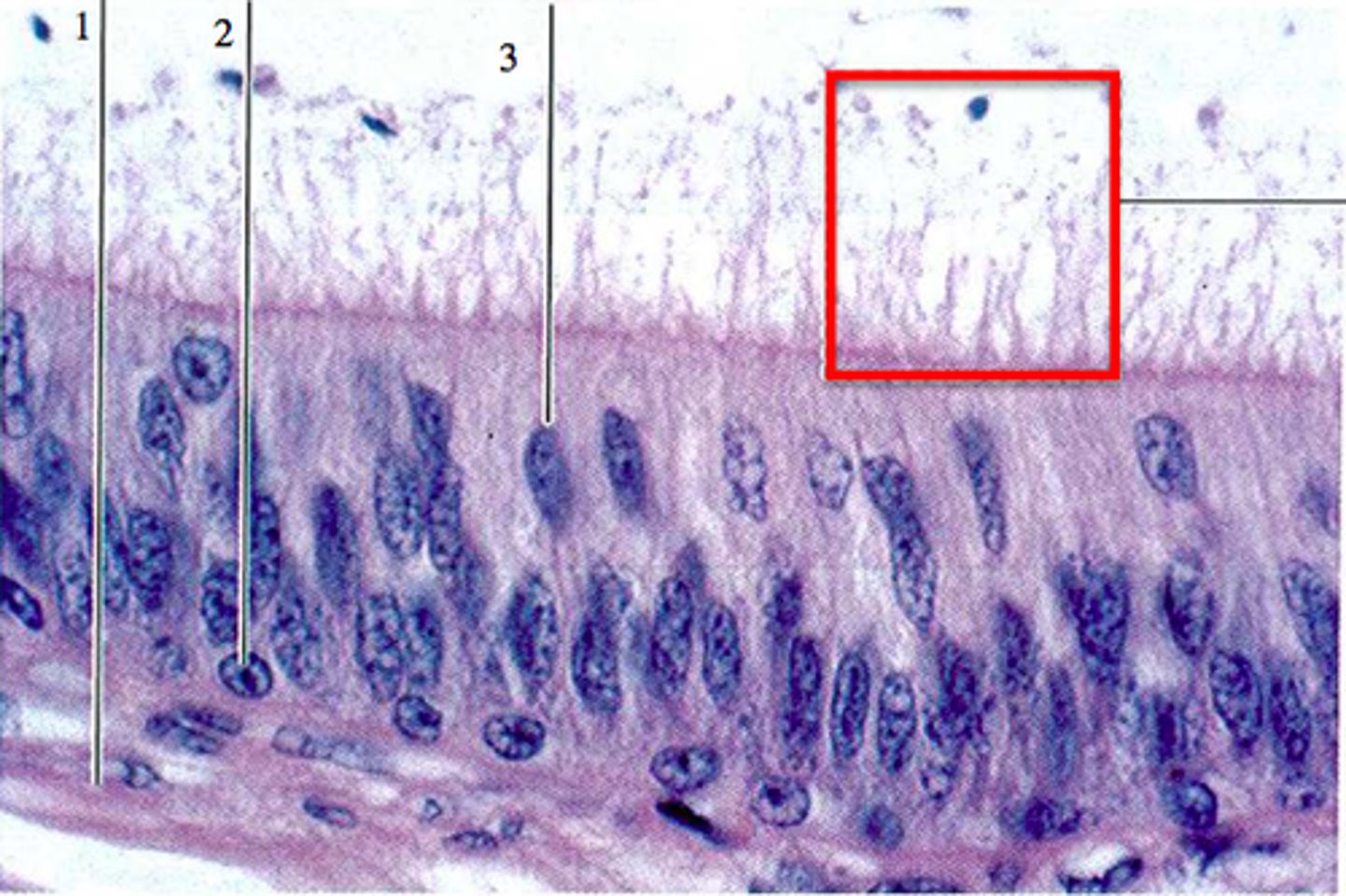 <p>- of outer hair cells</p><p>-Bathed in high K+ fluid - endolymph</p><p>-Creating electrochemical gradient</p><p>-Tip embedded in tectorial membrane</p>