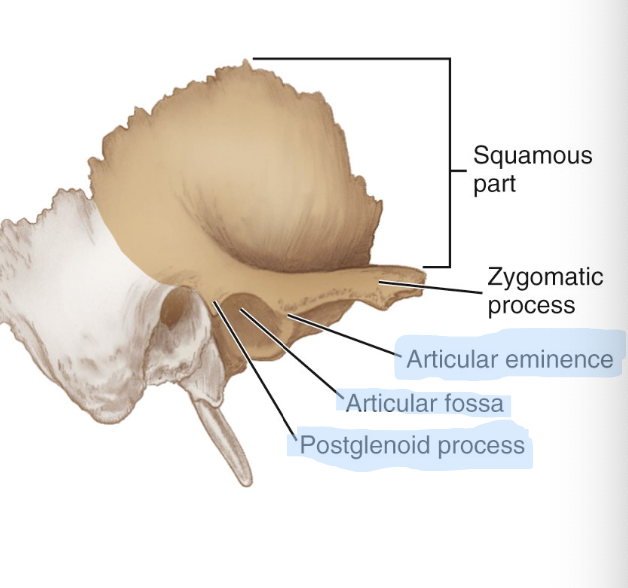 <p><strong>A sharp ridge posterior to the articular fossa </strong></p>