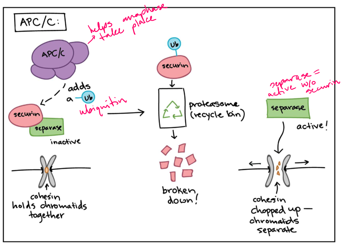 <p>A protein that facilitates the degradation of the centromere during the M checkpoint</p>