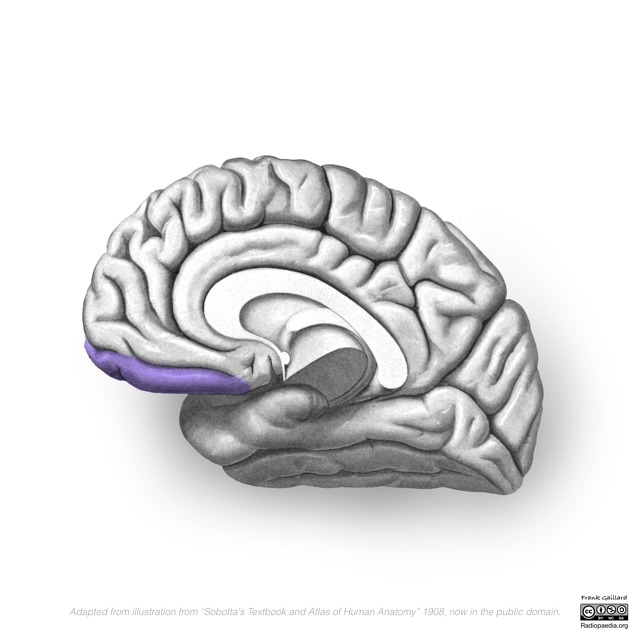 <p>The most anterior, rounded point of the frontal lobe; a region necessary for higher cognitive functions</p>