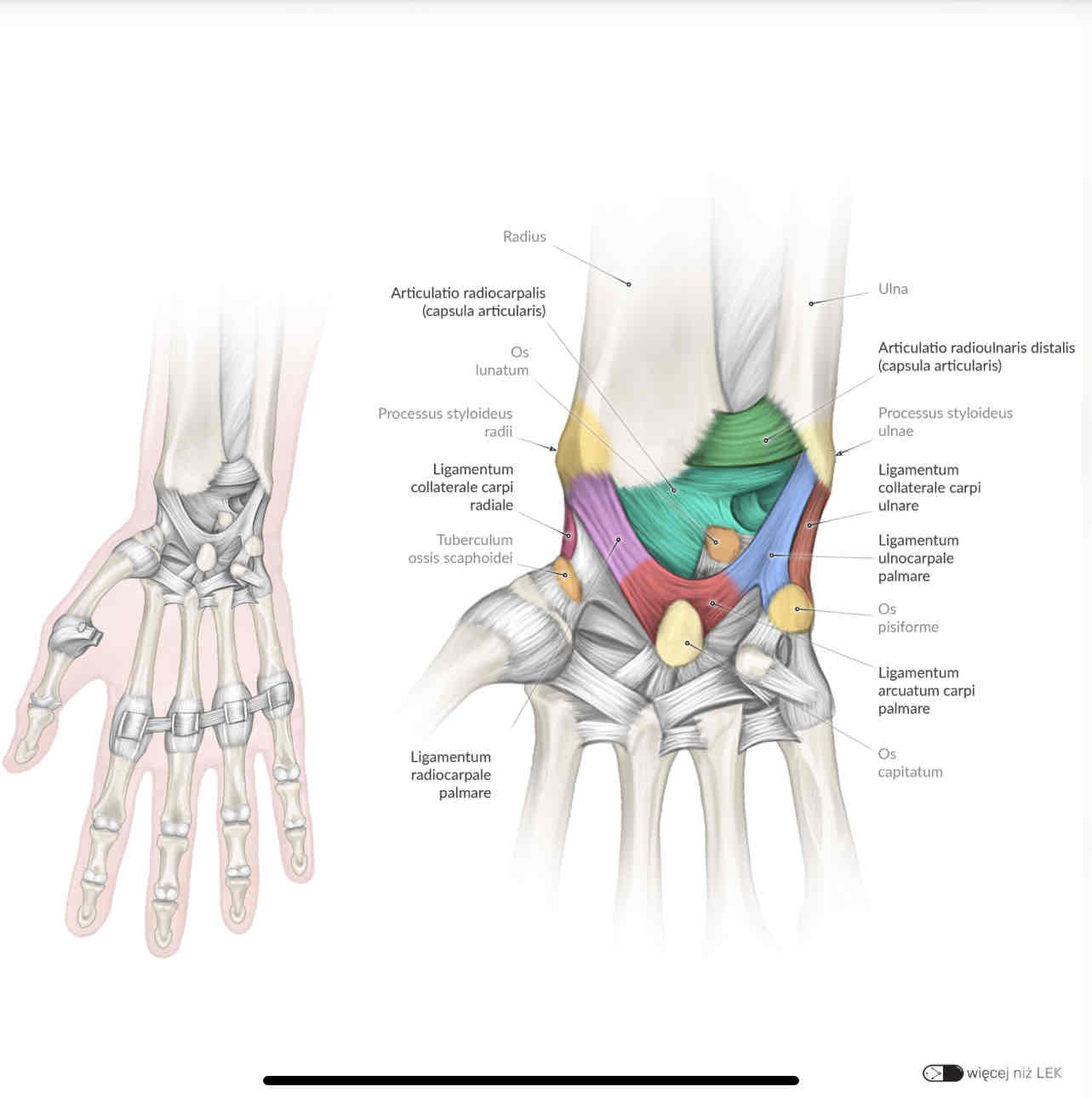 <p>ligamentum ulnocarpale palmare</p>