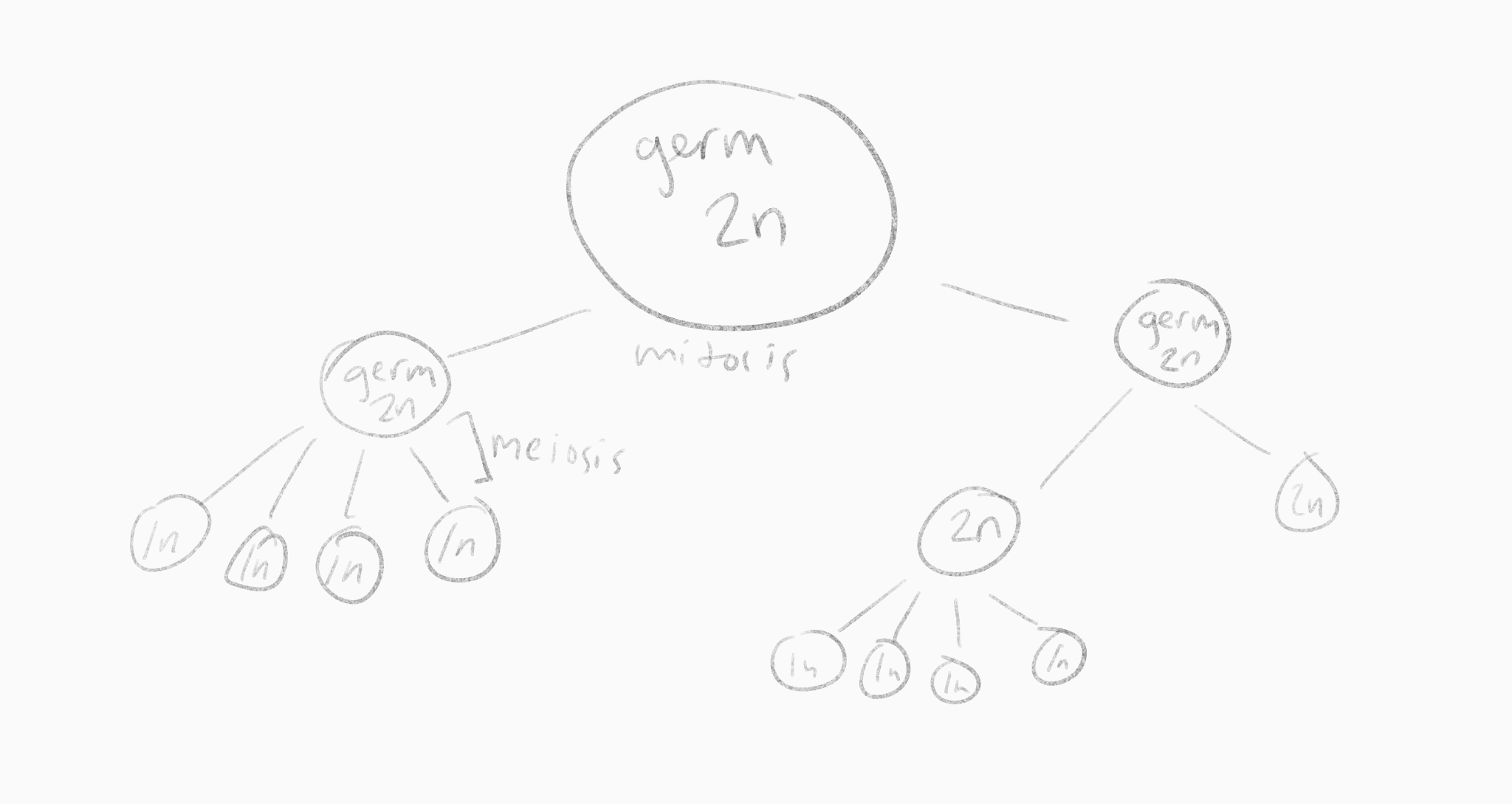 <p>they preform mitosis (which remember preserves chromosome number)</p>