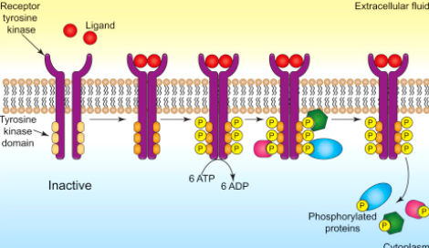 <p>These receptors are either enzymes or enzyme linked proteins (interact directly with enzymes). Trigger the intracellular production of second messenger cyclic GMP. ex: tyrosine kinase (TK) receptors.</p>