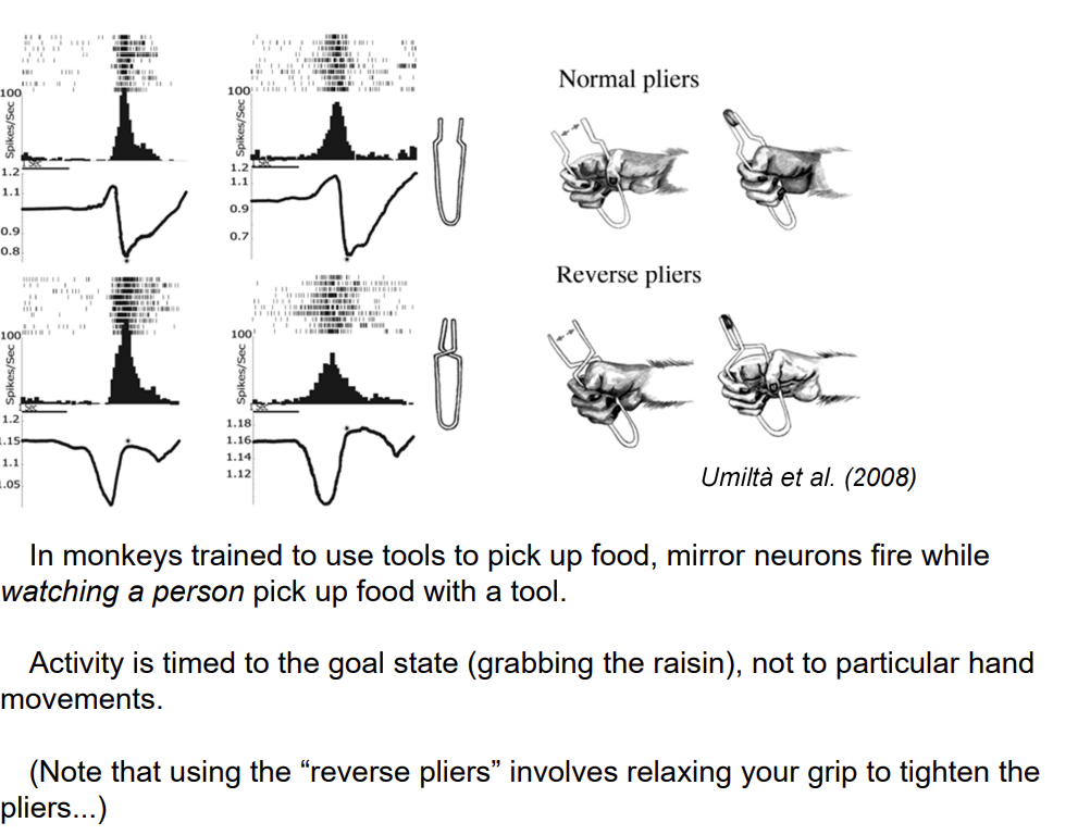 <p>In monkeys trained to use tools to pick up food, mirror neurons fire while watching a person pick up food with a tool. Activity is timed to the goal state (grabbing the raisin), not to particular hand movements. (Note that using the “reverse pliers” involves relaxing your grip to tighten the pliers...)</p><p></p><p></p>