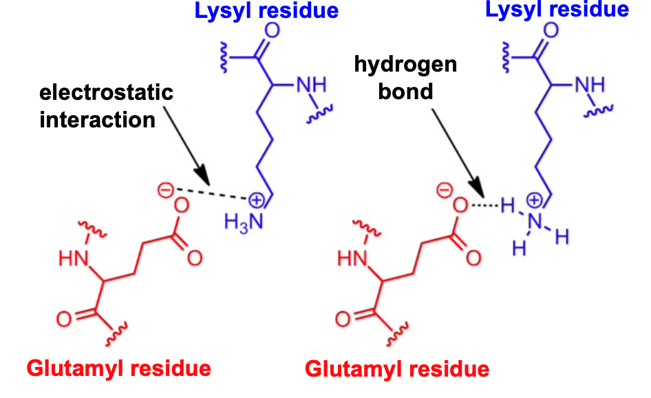 bonds between oppositely charged residues that are sufficiently close to each other to experience mutual electrostatic attraction

salt bridges are a combination of electrostatic interaction and H-bonding