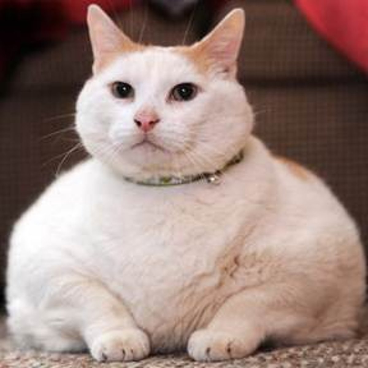<p>gordo/a, regordete/a</p>