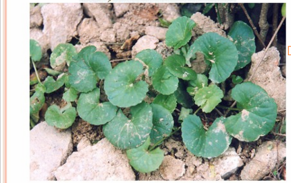 <p>toàn cây tươi hoặc khô</p>