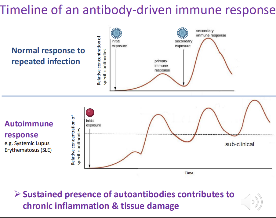 <p>autoimmune response - antibodies are produced against a<em> self-antigen </em></p><p>antibodies fail to return to low/initial levels after the initial response → chronic inflammation and ongoing tissue damage&nbsp;</p>