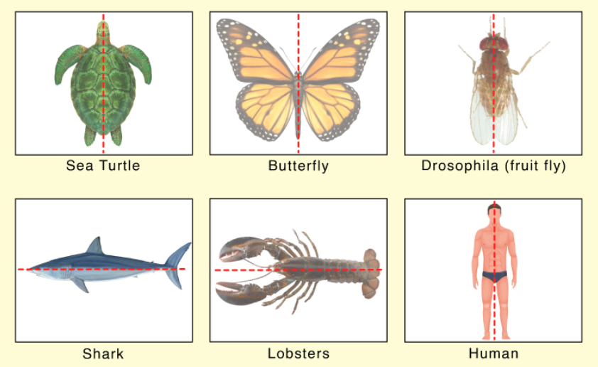 <p>It’s the symmetry of animals that splits body parts along the midline with mirror images on either side (usually left and right)</p>