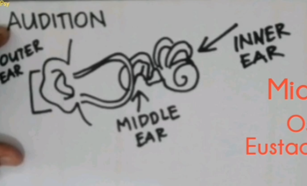 <p>Ear</p>