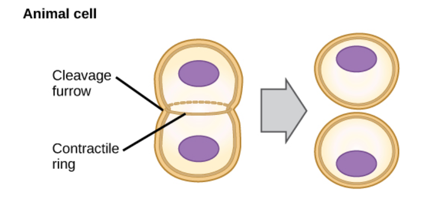 <ul><li><p>typically starts during late anaphase</p></li><li><p>a cleavage furrow separates the daughter cells</p></li></ul><p></p>