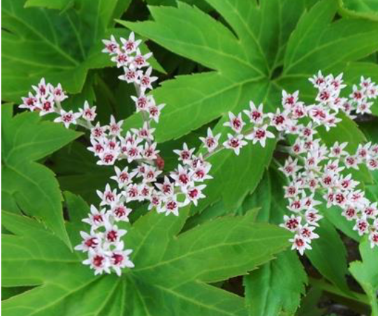 <p>Part shade; tolerates full sun</p><p>Groundcover</p>