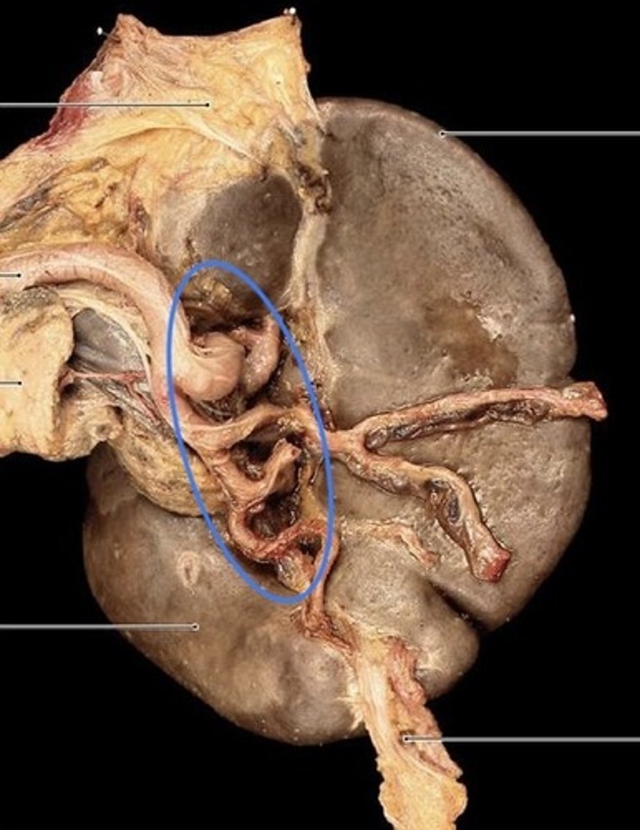 <p>What is this?</p>