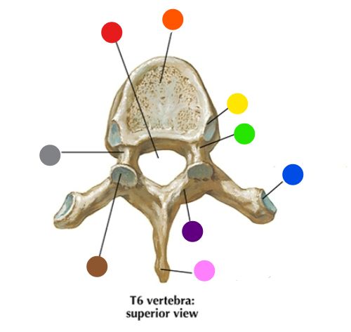 <p>What is the structure labeled at the green dot? </p>