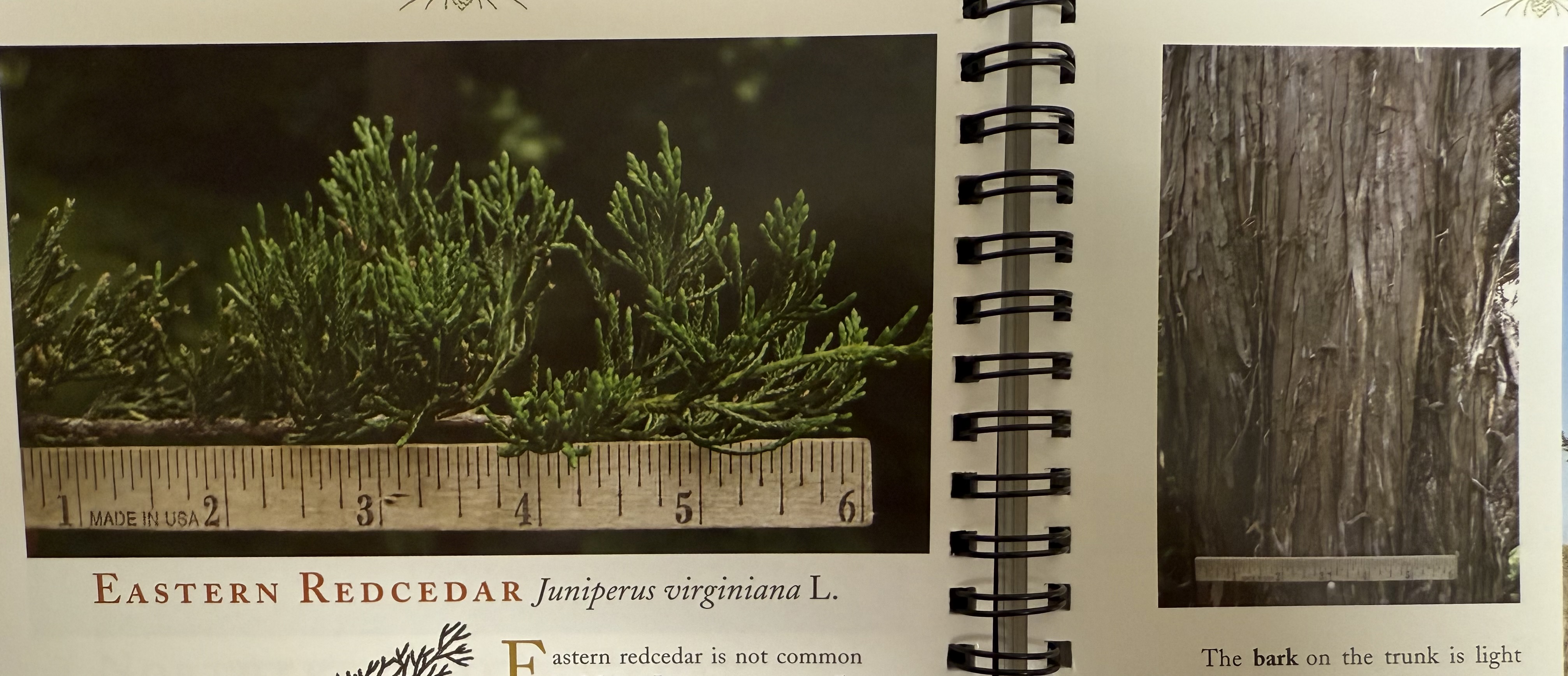 <p>Eastern red cedar</p>