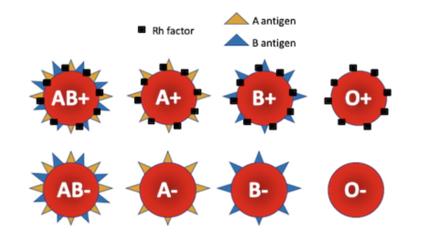 <p><span style="background-color: transparent; font-family: "Proxima Nova", sans-serif;"><span>2 alleles affect the phenotype in separate, distinguishabl</span></span></p>