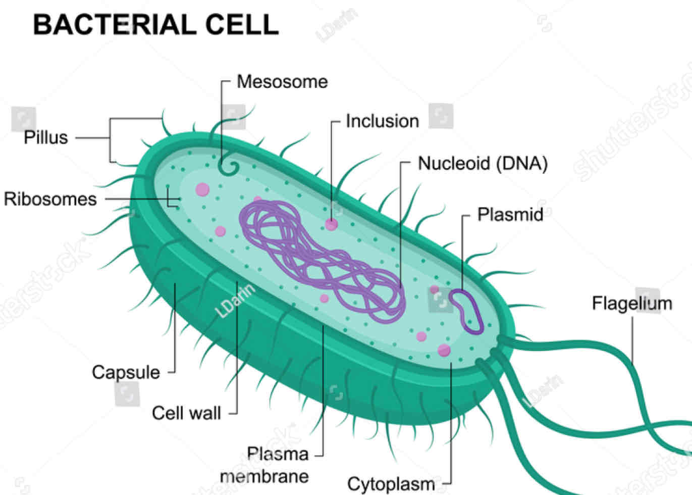<ul><li><p>Prokaryotic </p></li></ul><p></p><ul><li><p>No membrane bound organelles </p></li></ul><p></p><ul><li><p>Only a few are pathogenic </p></li></ul><p></p><ul><li><p>Millions of different types </p></li></ul>