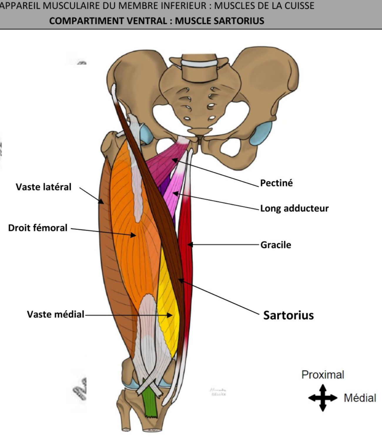 <ul><li><p>corps charnu, aplati, bande oblique: croise face antérieure de la cuisse &amp; délimite latéralement le muscle quadriceps </p></li><li><p>Fléchisseur de genou, fléchisseur de hanche, abducteur hanche </p></li><li><p>Nerf fémoral </p></li></ul><p></p>