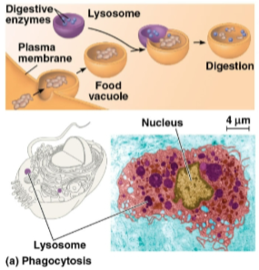 <p>Phagocytosis</p>