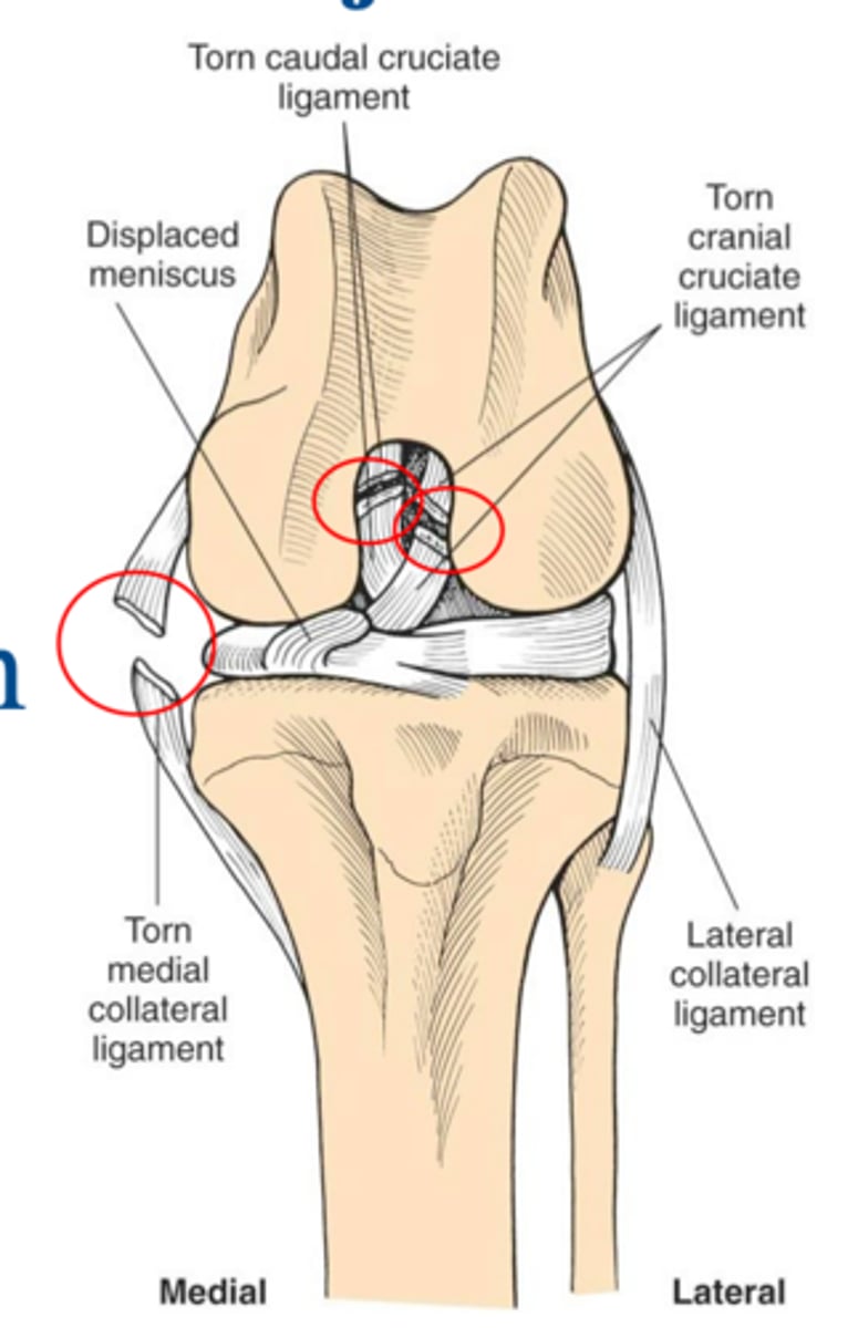 <p>what damage is notable in this deranged stifle joint</p>