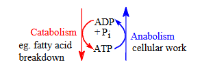 <ul><li><p><strong>ATP → ADP + Pi</strong> during <strong>anabolism</strong> (energy-consuming work).</p></li><li><p><strong>ADP + Pi → ATP</strong> during <strong>catabolism</strong> (energy-releasing breakdown).</p></li></ul><p></p>
