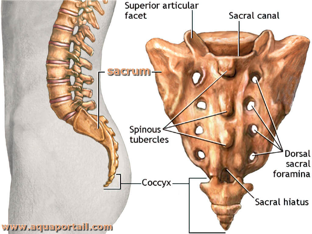 <ul><li><p>fusion de 5 vertèbres</p></li><li><p>concave en avant = cyphose sacrée</p></li><li><p>creusé de nombreux orifices : 4 paires de foramen intervertébraux ventraux + 4 dorsaux</p></li></ul>