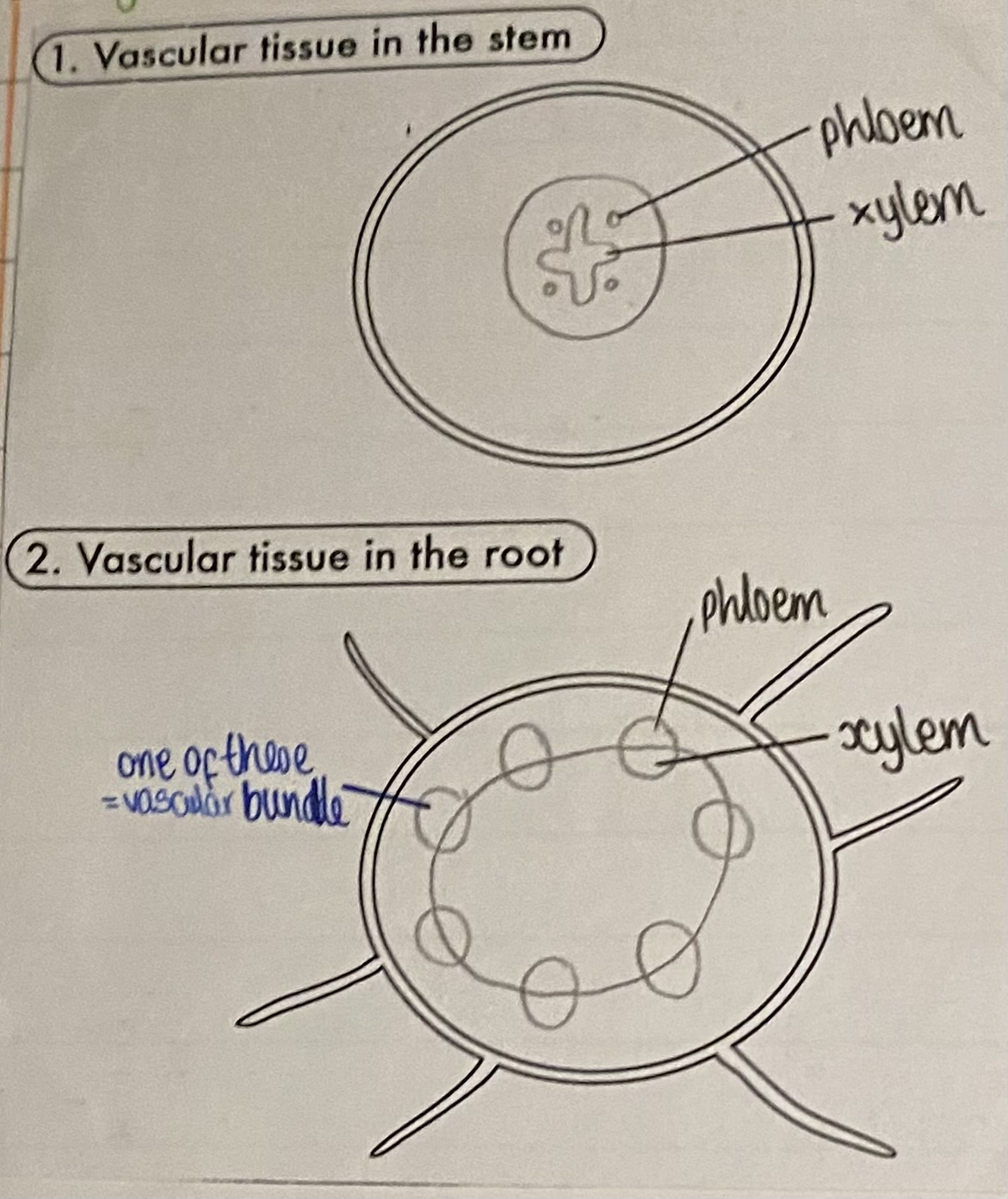 <p>arranged together in vascular bundles in roots, stem and leaves</p>