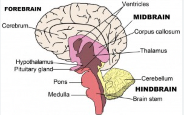 Structure of the Brain