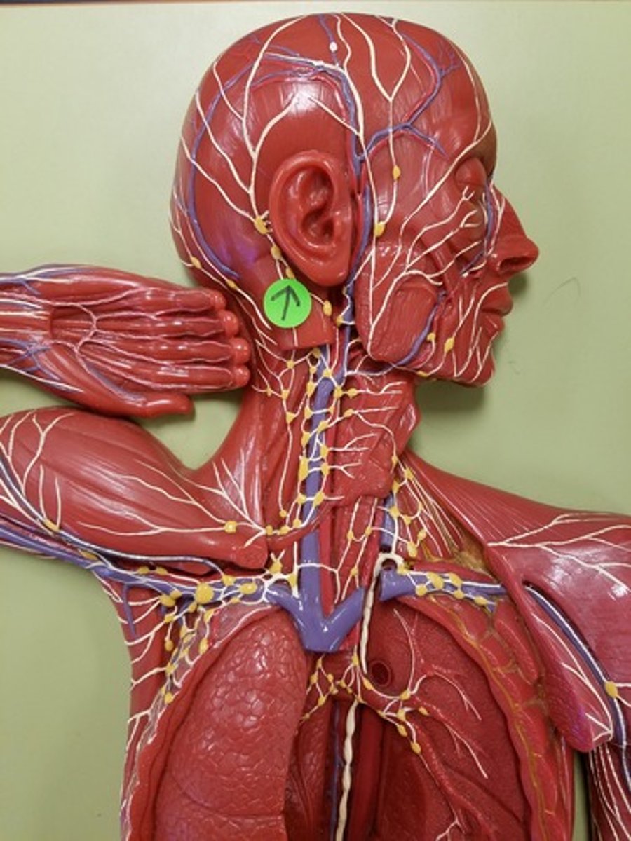 <p>Location: Superficial to the sternocleidomastoid muscle along the external jugular vein</p><p>Description: Receives lymph from the inferior ear, parotid gland regions, scalp, and skin of head and neck.</p>