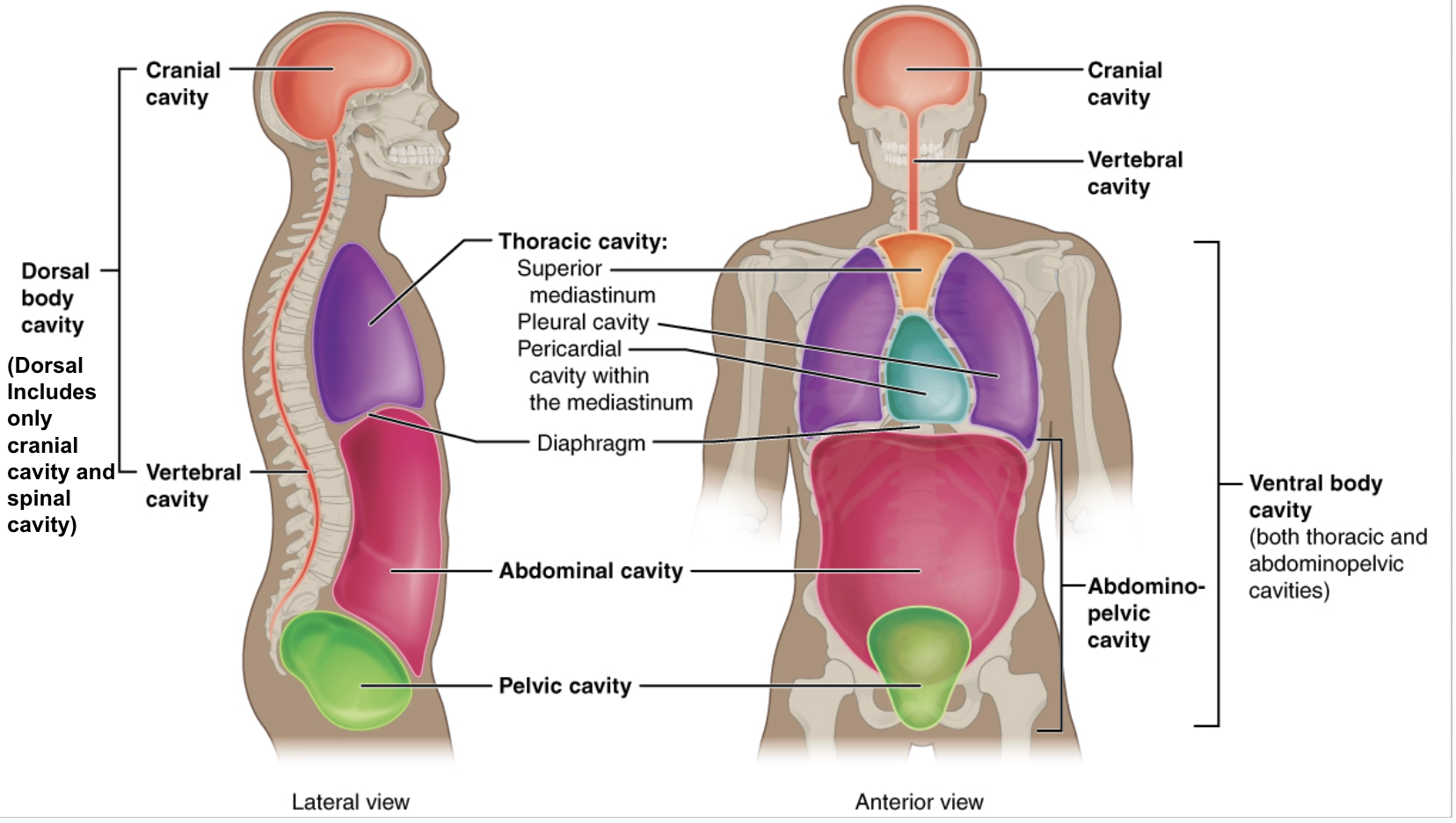 <ul><li><p>Cranial cavity → brain</p></li><li><p>vertebral cavity → spine</p><ul><li><p>dorsal body cavity</p></li></ul></li></ul><ul><li><p>thoracic cavity → heart + lungs</p></li></ul><ul><li><p>abdominal cavity → stomach, liver, gallbladder, pancreas, large+small intestine</p></li><li><p>pelvic cavity → bladder, reproductive organs, and rectum</p><ul><li><p>(abdomino-pelvic cavity)</p></li></ul></li></ul><ul><li><p>pleural cavity → lung</p></li><li><p>pericardial cavity → heart</p></li></ul><ul><li><p>ventral body cavity → thoracic cavity + abdomino-pelvic cavity</p></li></ul><p></p>