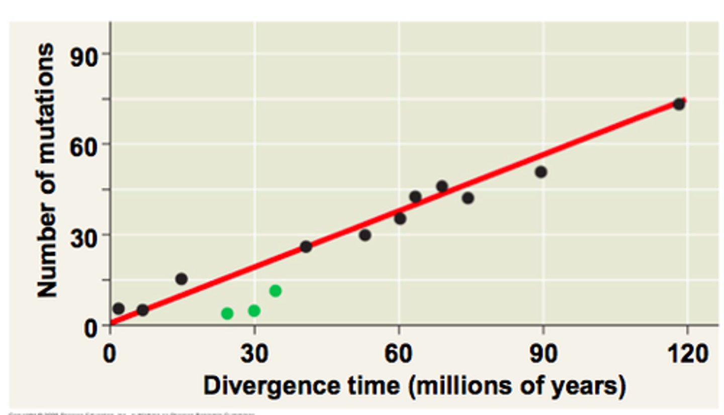 <p>We can use molecular clock to estimate the total amount of time between different evolutionary changes</p>