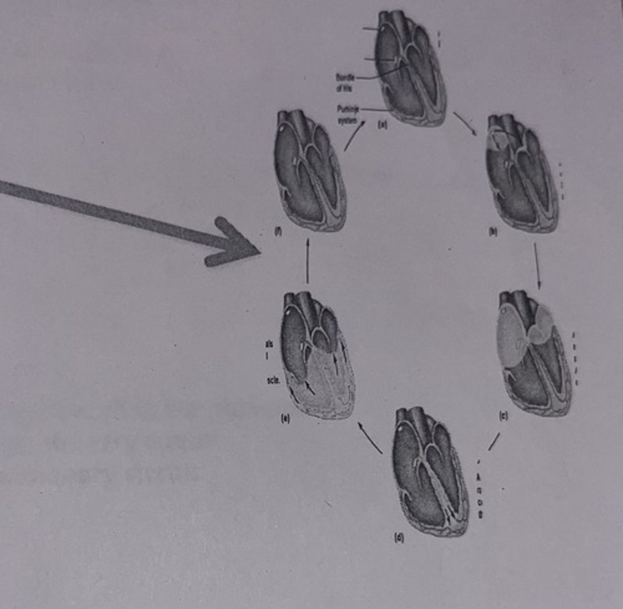 <p>B) Ventricular Repolarization</p>