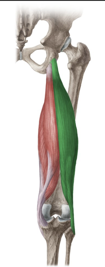 <p><span><span>a two-headed muscle in the back of the thigh, forming the outer part of the hamstring group</span></span></p>